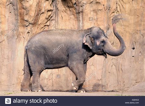 Elephant Trumpet High Resolution Stock Photography and Images - Alamy