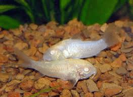 Albino Corydoras Catfish – Corydoras Aeneus | Tropical Fish Site