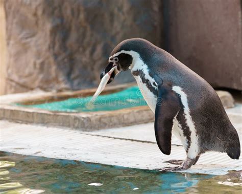 217 Penguin Eating Fish Stock Photos - Free & Royalty-Free Stock Photos ...