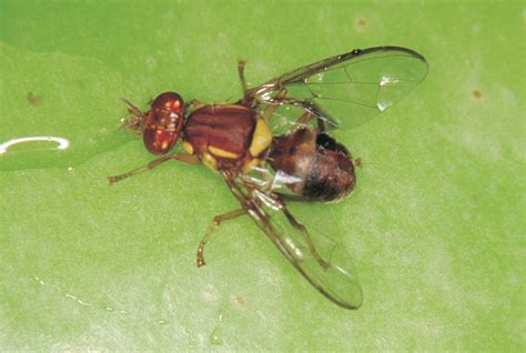 Biosecurity alerts: Queensland fruit fly updates | Agriculture and Food