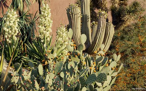 Tropical desert plant on Behance