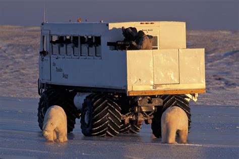 The Mother of All Polar Bear Tours - Cape Churchill