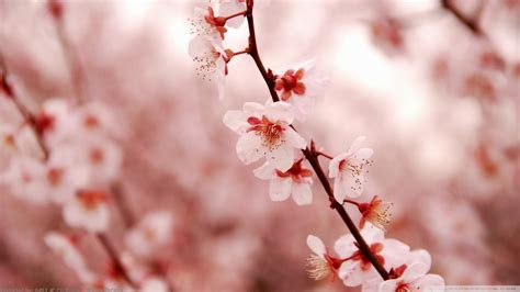 Japanese Cherry Blossom Wallpaper (71+ images)