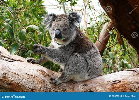 Koala Eating Eucalyptus Leaves Stock Image - Image of brown, spoon: 50075319