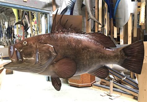 Warsaw Grouper Fish Replica | mounted fish | fish trophy