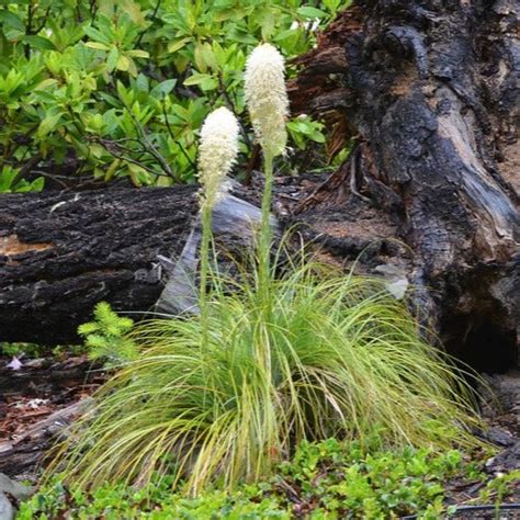 Bear Grass – Sparrowhawk Native Plants