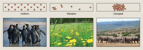 Biology 2e, Ecology, Population and Community Ecology, Population Demography | OpenEd CUNY