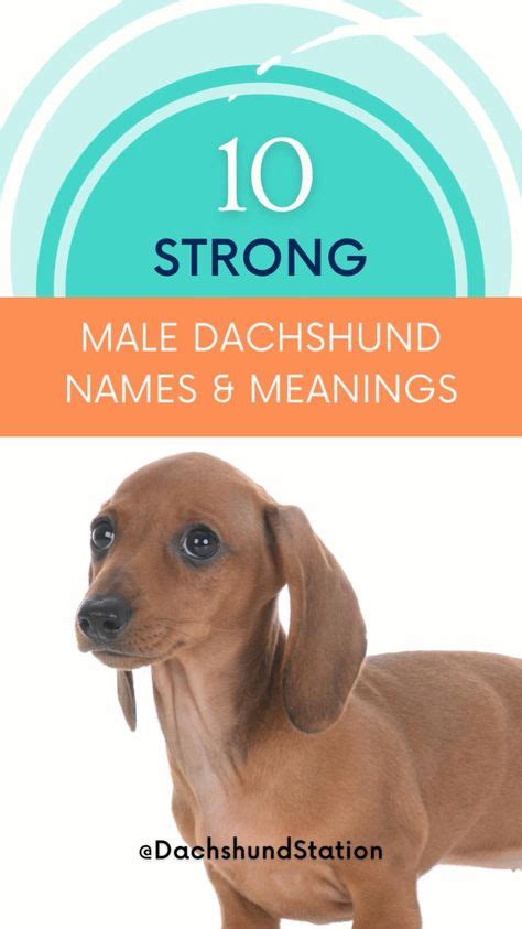 98 Best Dachshund Names ideas in 2021 | dachshund puppies, dachshund ...