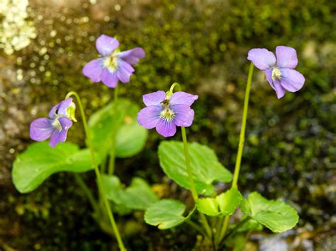 Common blue violet - Florida Wildflower Foundation