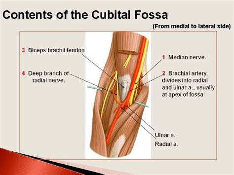 Arm Cubital Fossa Elbow Joint Dr Zeenat Zaidi