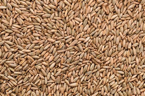 Rye Grain - Information and Advice | DeliverDeli