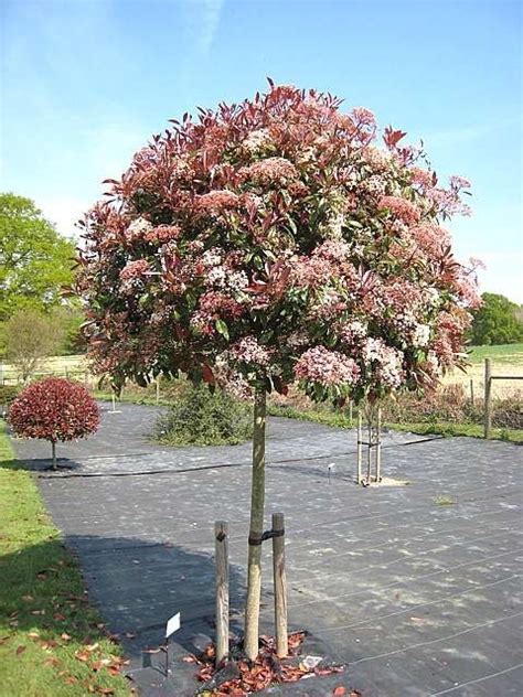 Photinia glabra - Architectural Plants