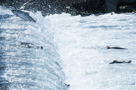 The Salmon are Running Photograph by David Taylor - Fine Art America