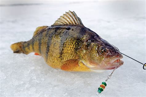 Ice Fishing For Perch - Game & Fish