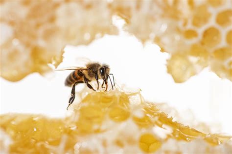 What Is Hallucinogenic Honey? - Drivin' & Vibin'