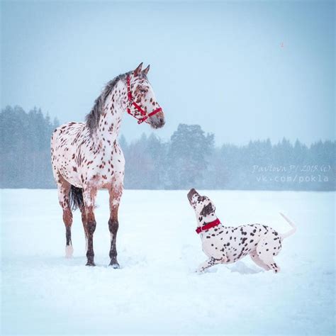 winter season | Animals beautiful, Horses, Cute animals