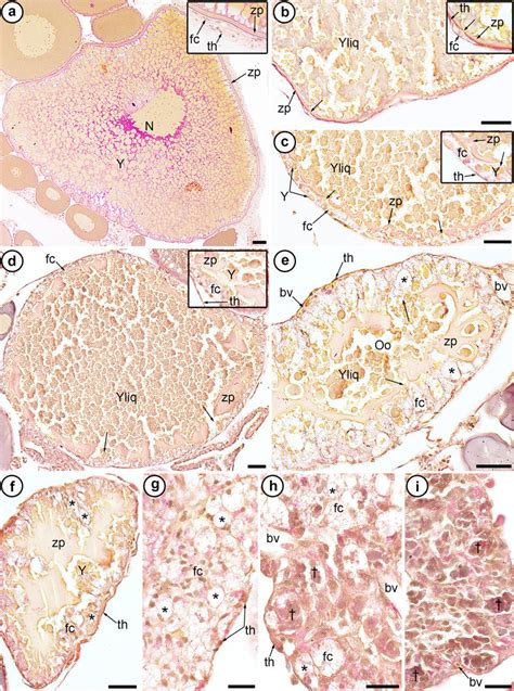 Involution process of follicular atresia. a Vitellogenic follicles show... | Download Scientific ...