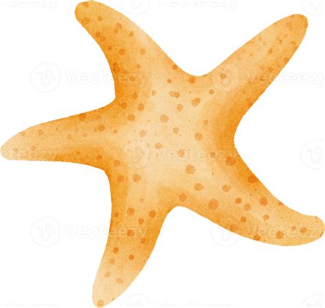 imágenes prediseñadas de estrellas de mar acuarela 16548255 PNG