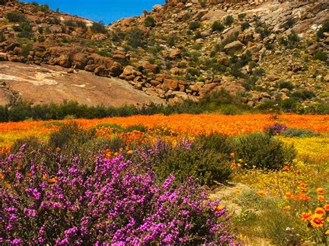 Guide to the Namaqualand Flowers