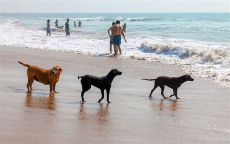 Dog Beach in San Diego : The Ultimate Guide - The Barking Blog