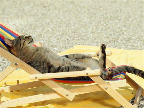 Sunbathing Cat wallpapers and images - wallpapers, pictures, photos