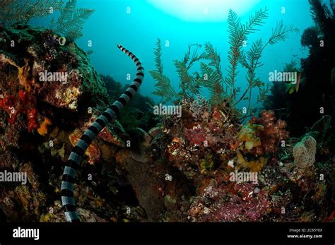 Belcher's sea snake (Hydrophis belcheri) Raja Ampat, West Papua, Indonesia, Pacific Ocean [size ...