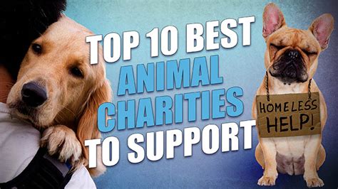 10 Best Animal Charities of 2019 | Top Dog Tips Awards Program