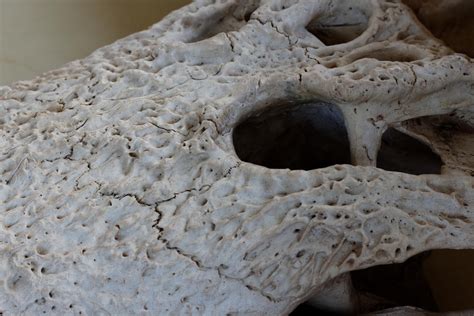 Nile Crocodile Skull Detail by TheoGothStock on DeviantArt