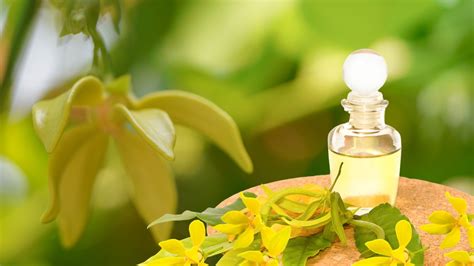 Ylang Ylang Essential Oil Benefits: Unveiling its Allure | NOREX