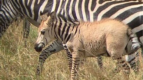 Rare ‘golden’ Zebra sighted in Maasai Mara – Nairobi News