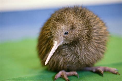 The birth of an adorable kiwi was livestreamed by this New Zealand hatchery - Lonely Planet