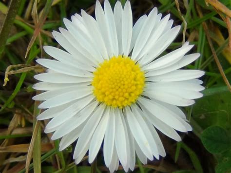 Common Daisy, Bruisewort, Bellis perenis