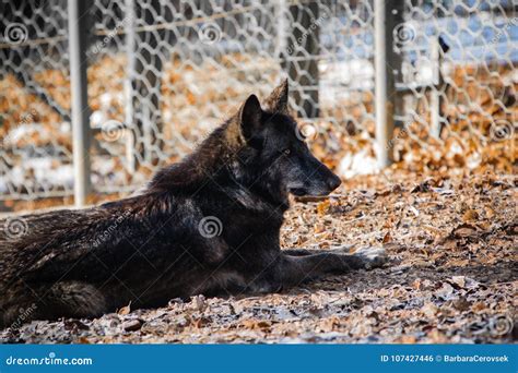 Portrait of a Beautiful Furry Black Wolf in Zoo Stock Photo - Image of ...