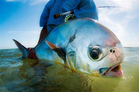 Can You Eat Permit Fish? | ouachitaadventures.comouachitaadventures.com