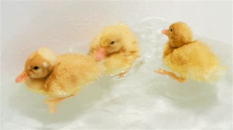 Duck Swimming GIF - Find & Share on GIPHY