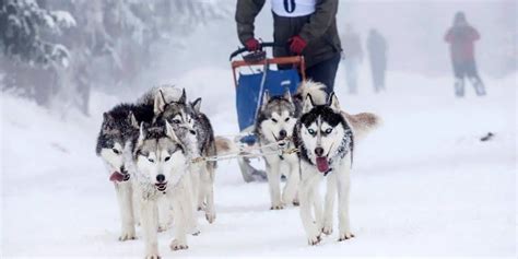 Pull Training for Siberian Husky Puppies