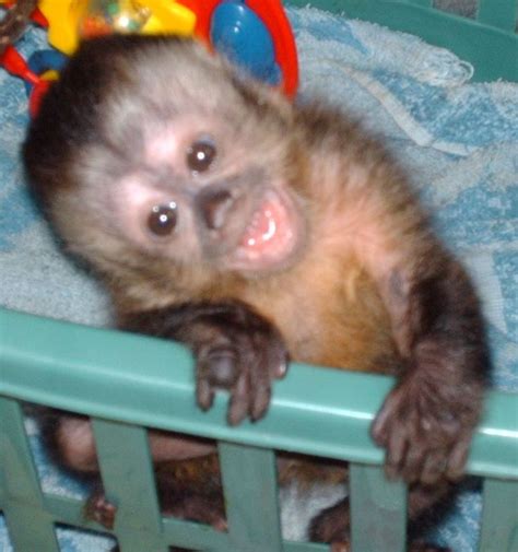 Breeders& Links Corner | Cute baby monkey, Pet monkey, Capuchin monkey pet