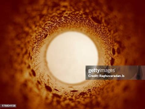 222 Beta Cell Stock Photos, High-Res Pictures, and Images - Getty Images