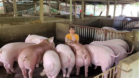 Caring for pigs from birth to adult pigs, the process of 6 months old ...