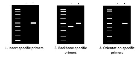 Plasmids 101: Colony PCR