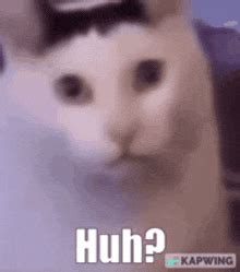 Huh Cat Huh M4rtin GIF - Huh Cat Huh M4rtin Huh - Discover & Share GIFs