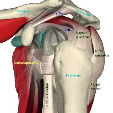 Rotator Cuff Tear! Symptoms, Causes, Diagnosis, Treatment & Exercises » How To Relief