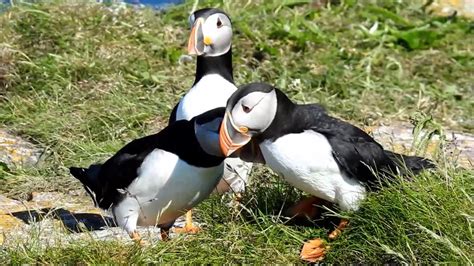 Puffins in Elliston, Newfoundland July 2017 - YouTube