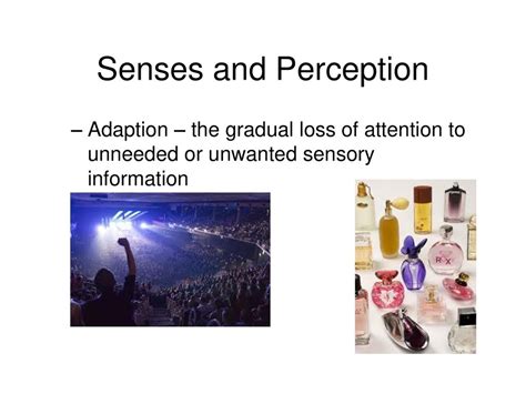 Senses and Perception. - ppt download