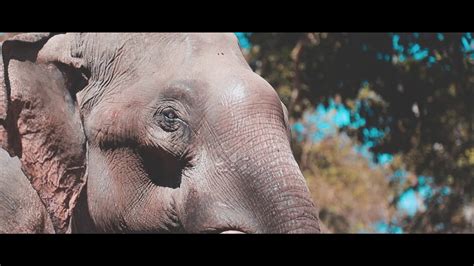 Elephant wildlife | Cambodia Ratanakiri - YouTube