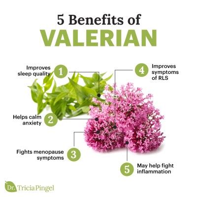 5 Powerful Valerian Benefits - Dr. Pingel