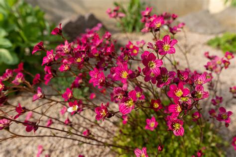 Saxifrage varieties: the most beautiful at a glance - Plantura