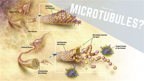 The Function Of Microtubules: Plant And Animal Cells - Science Trends