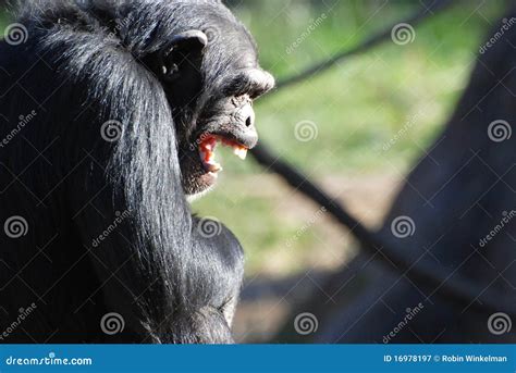 Chimp smile stock image. Image of chimpanzee, mouth, smile - 16978197