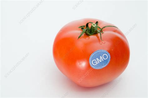 Genetically Modified Produce, Tomato - Stock Image - C039/0898 ...